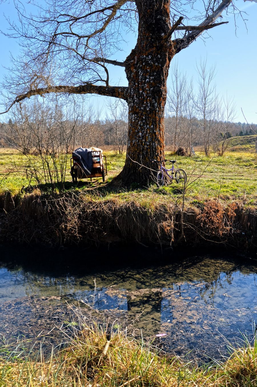 Rivière et arbre à Ifrane